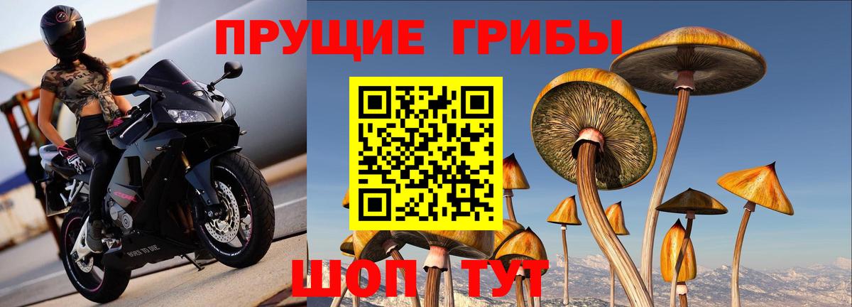 Псилоцибиновые грибы Psilocybine cubensis Саки